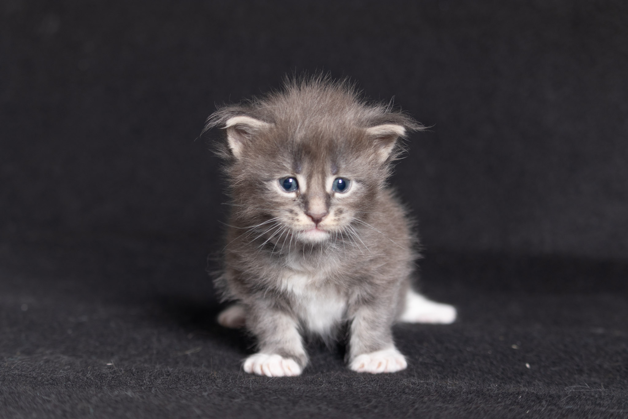 Filhote maine coon